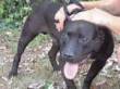 Black pit bull cerca casa