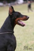 dobermann cuccioli