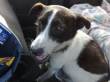 BRILLO... CUCCIOLONE DI 18 MESI...