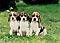 BEAGLE   BEAGLE   BEAGLE