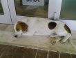 SERVE AIUTO PER UN INTERVENTO, E  AGGIORNAMENTI: DOLCISSIMO CUCCIOLONE BEAGLE - ROMA