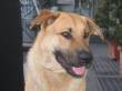 Derivato Pastore Tedesco bel cane!!!