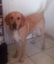 URGENTE!!!!! BRINKLEY, 15 mesi incrocio golden retriever