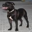 cucciolone di staffordshire bull terrier