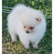VOLPINA POMERANIA BELLISSIMA!!!!!!!