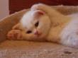 Bellissimi british shorthair disponibili presso allevamento