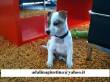 ? ? intelligente Cucciolo Jack Russell Terrier ? ?