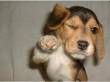 Gruppo cinofilo ricerca dog sitter