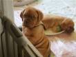 Eccellenti cuccioli maschio e femmina di Dogue de Bordeaux